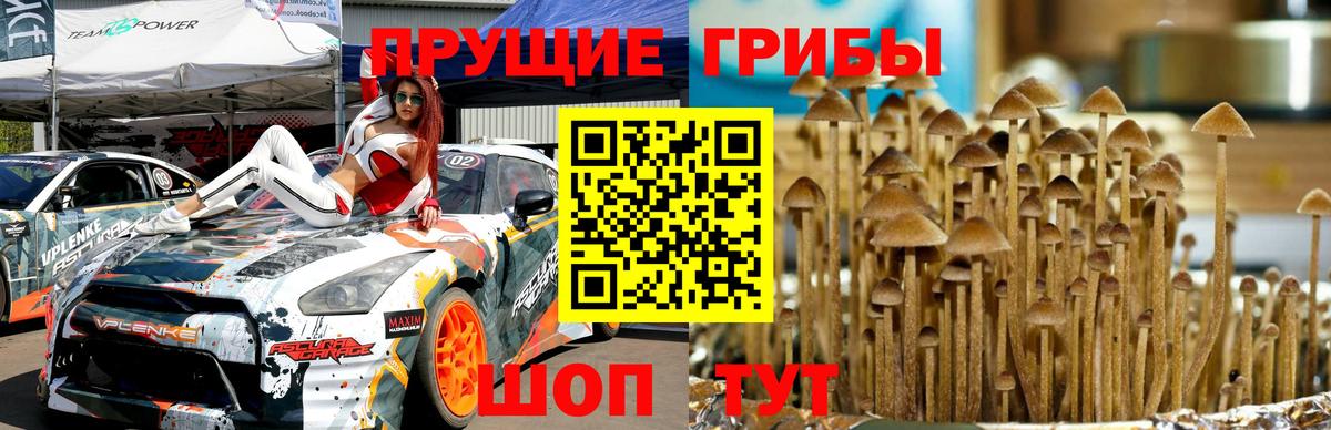 Псилоцибиновые грибы Psilocybe Серов